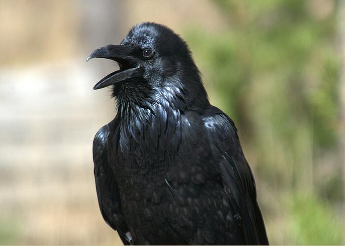 Raven Greeting Card featuring the photograph Hello. Welcome by Frank Madia