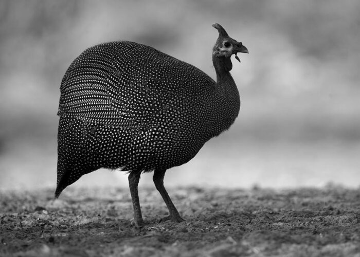 Guinea Greeting Card featuring the photograph Helmeted Guineafowl by Bruce J Robinson