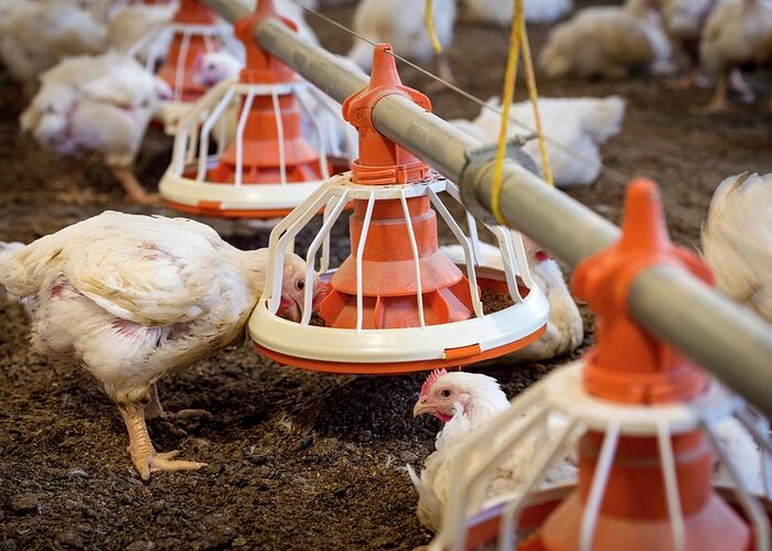 Nobody Greeting Card featuring the photograph Hens Feeding From A Trough by Aberration Films Ltd