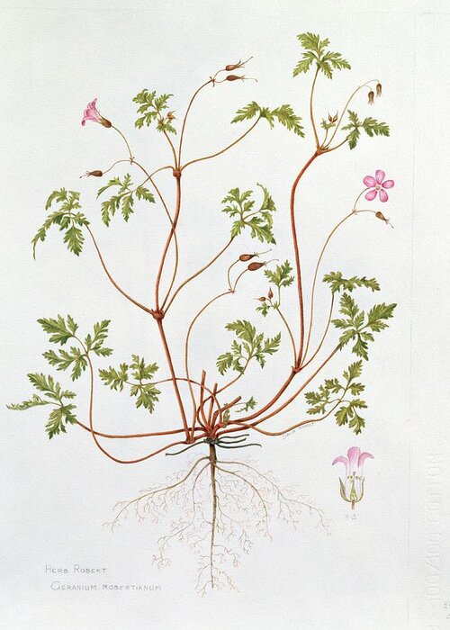 Nice Greeting Card featuring the painting Herb Robert by Diana Everett