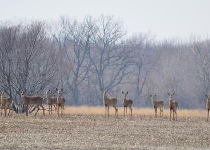 Deer Greeting Card featuring the photograph Herd Mentality by Bonfire Photography