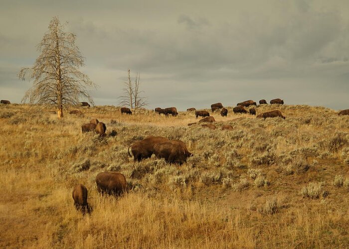 Buffalo Greeting Card featuring the photograph Herd of buffalo by Jeff Swan
