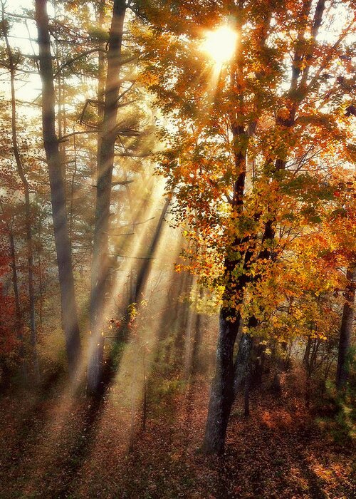 Trees Greeting Card featuring the photograph Here Comes the Sun by Paul Cutright