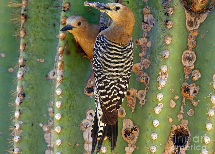 Cactus Greeting Card featuring the photograph Here's lunch by Bob Hislop