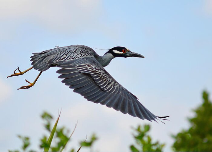 Bird Greeting Card featuring the photograph Heron Flight by Laura Fasulo