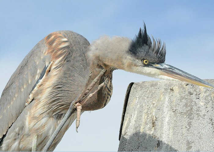Great Blue Heron Greeting Card featuring the photograph Heron Got The Itch by Fraida Gutovich
