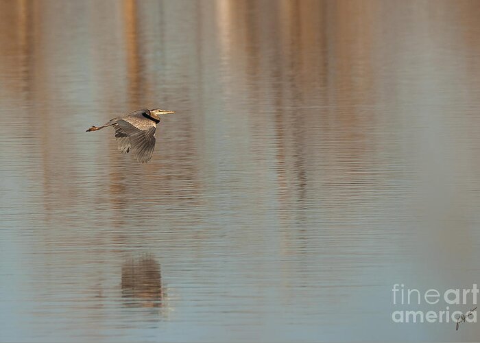 Great Blue Heron Greeting Card featuring the photograph Heron in Flight by Bon and Jim Fillpot