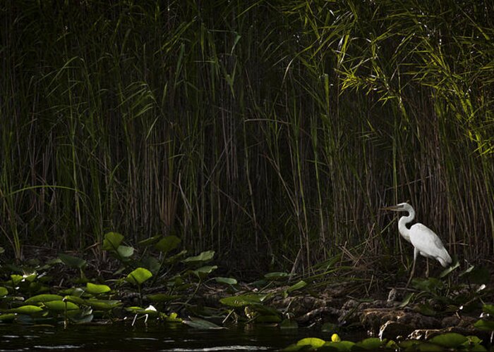 Florida Greeting Card featuring the photograph Heron In Grass by Bradley R Youngberg