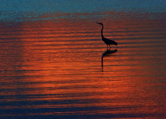Daniel Woodrum Greeting Card featuring the photograph Heron in the Water at Sunset by Daniel Woodrum