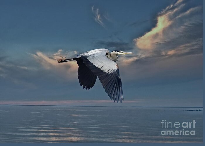 Heron Greeting Card featuring the photograph Heron Night Flight by Andrea Kollo