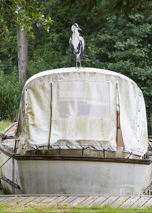 Heron Greeting Card featuring the photograph Heron perched on boat by Simon Bratt