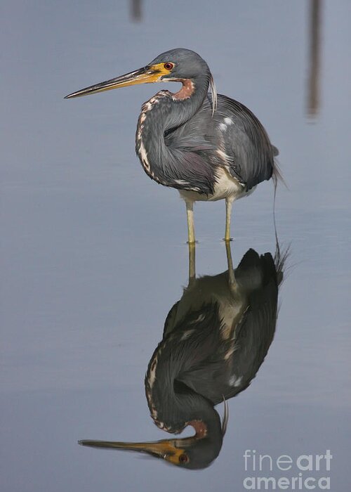 Heron Greeting Card featuring the photograph Heron Reflections by Jayne Carney