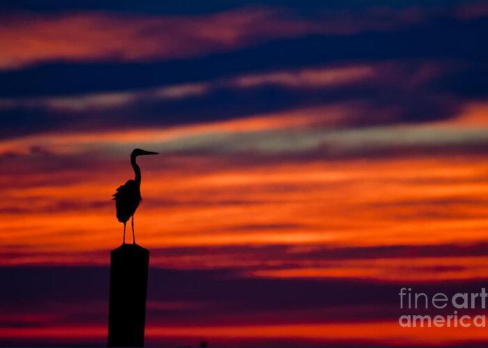 Texas Greeting Card featuring the photograph Heron Sunset Silhouette by Richard Mason