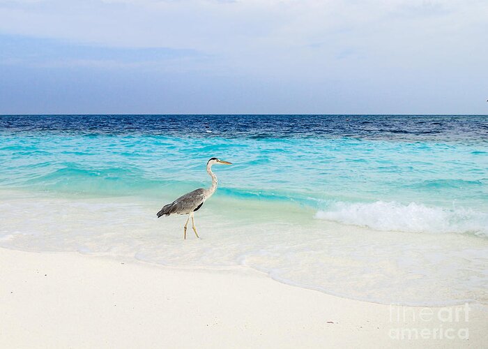Animal Greeting Card featuring the photograph Heron Takes A Walk At The Beach by Hannes Cmarits