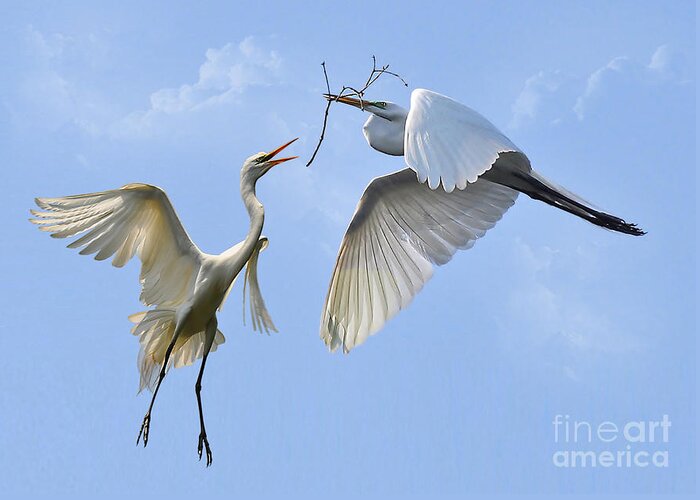 Birds Greeting Card featuring the photograph Hey...Go Find Your Own Stick by Kathy Baccari