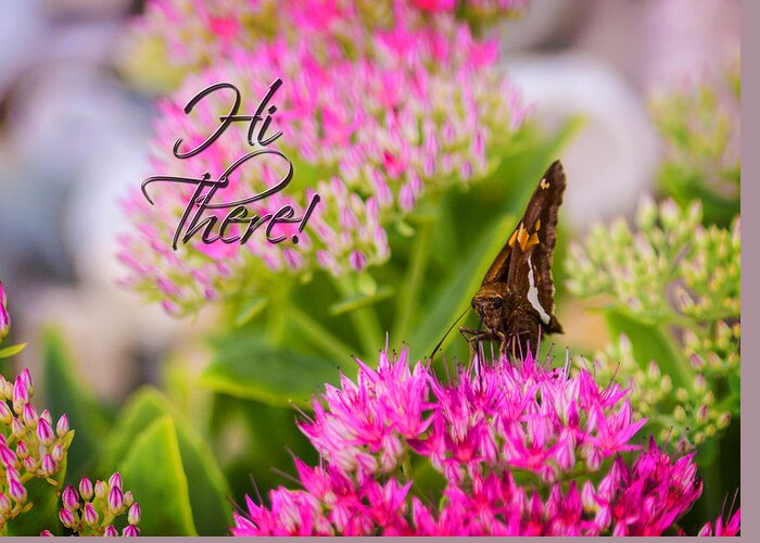 Hi There Greeting Card. Butterfly. Pink Flowers. Green Leaves. Photography. Word Art. Nature. Wildlife. Print. Greeting Card featuring the photograph Hi There by Mary Timman