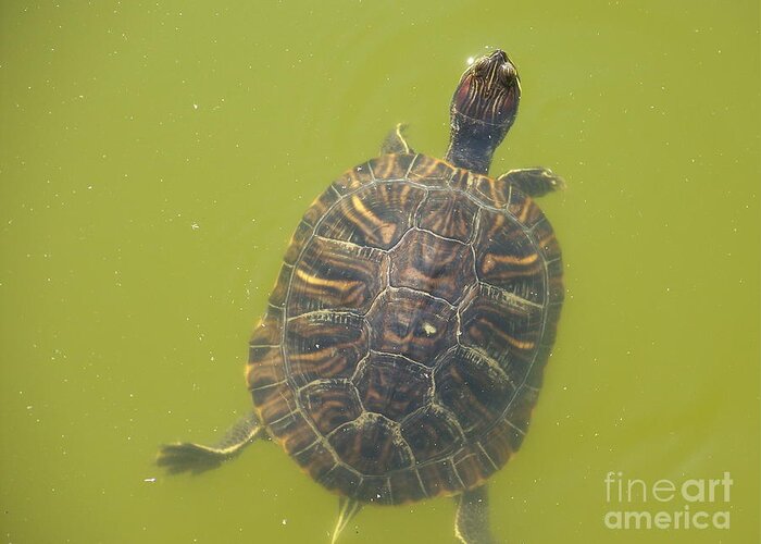 Turtle Greeting Card featuring the photograph Hi There Turtle by Kevin Croitz