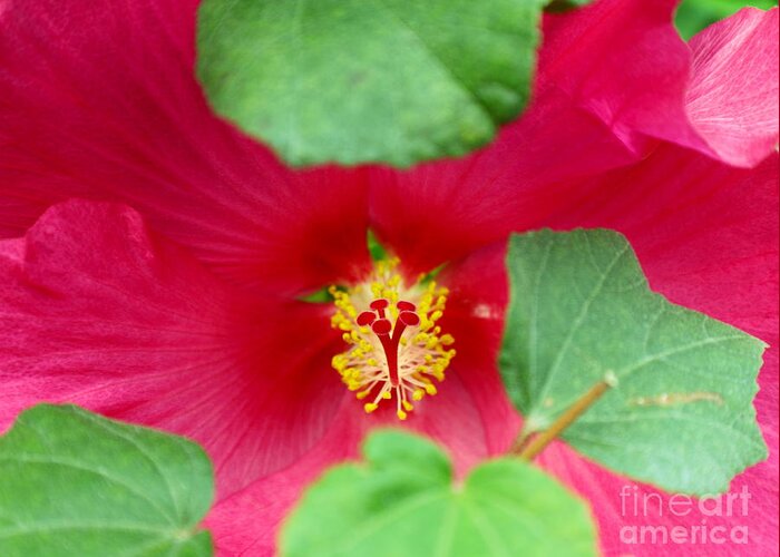 Hibiscus Greeting Card featuring the photograph Hibiscus 1 by Theresa Ramos-DuVon