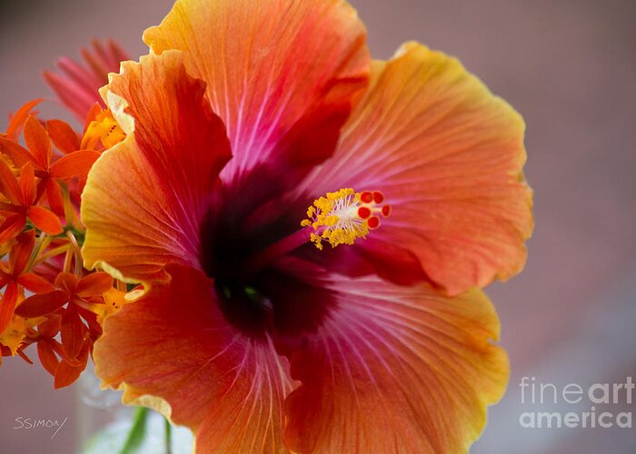 Orange Flower Greeting Card featuring the photograph Hibiscus 3 by Sally Simon
