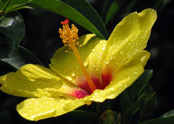 Hibiscus Greeting Card featuring the photograph Hibiscus - After The Rain - 04 by Pamela Critchlow