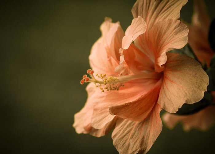 Hibiscus Greeting Card featuring the photograph Hibiscus by Brian Caldwell
