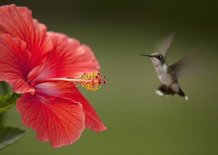 Hummingbird Greeting Card featuring the photograph Hibiscus Hummingbird by John Crothers