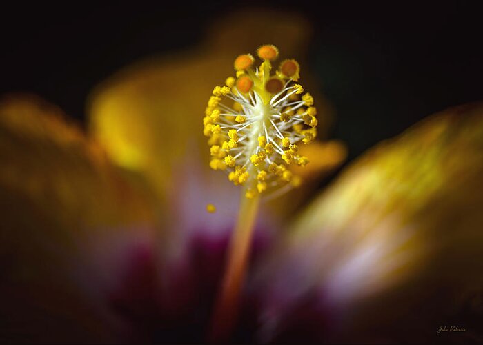 Plant Greeting Card featuring the photograph Hibiscus Macro 2 by Julie Palencia