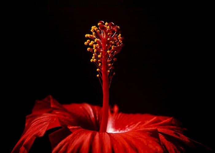 Hibiscus Greeting Card featuring the photograph Hibiscus by Marisa Geraghty Photography