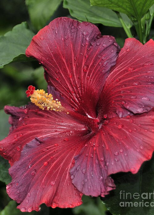 Hibiscus Greeting Card featuring the photograph Hibiscus Night Fire 2 of 2 by Terri Winkler