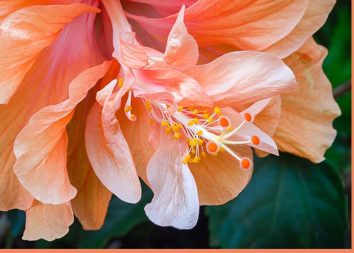 Hibiscus Greeting Card featuring the photograph Hibiscus No. 9931 by Georgette Grossman