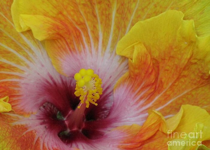 Hibiscus Greeting Card featuring the photograph Hibiscus by Tam Ryan