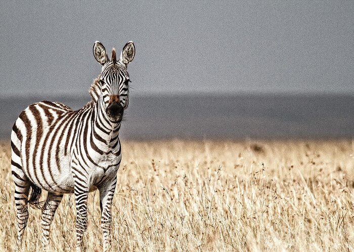 Africa Greeting Card featuring the photograph High Contrast Zebra by Mike Gaudaur