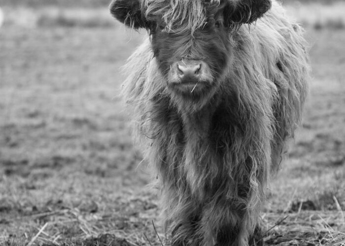 Baby Greeting Card featuring the photograph Highland Calf by Sonya Lang