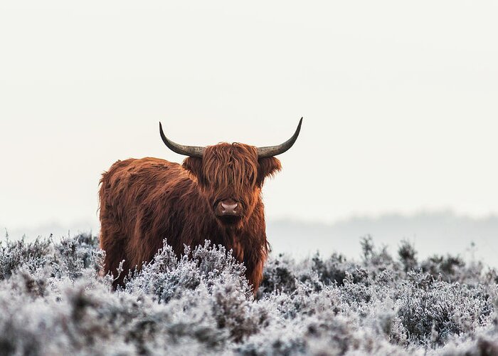 Bison Greeting Card featuring the photograph Highlander by Jaap Van Den