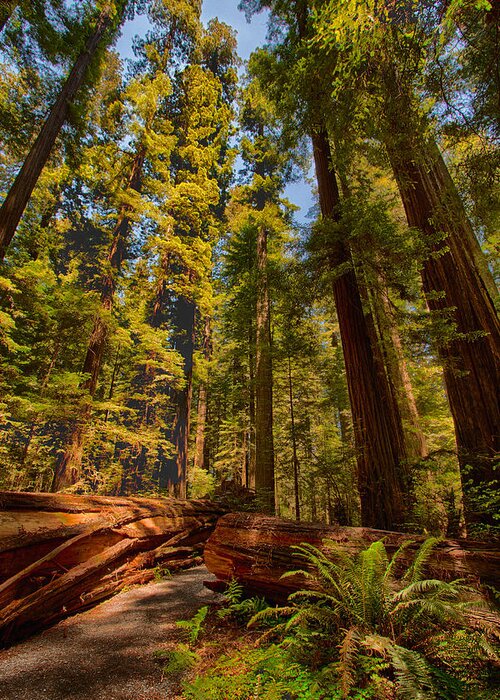 California Greeting Card featuring the photograph Hikers Paradise - California Redwoods I by Dan Carmichael