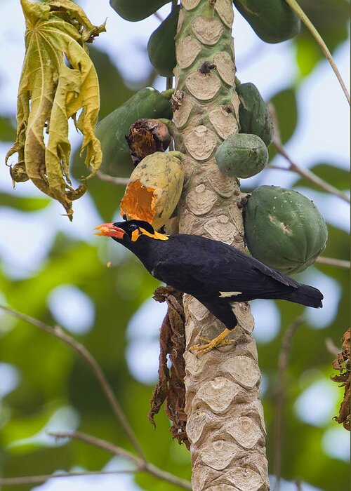 Feb0514 Greeting Card featuring the photograph Hill Myna Eating On Papayaindia by Konrad Wothe