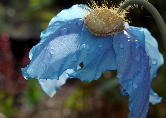 Himalayan Greeting Card featuring the photograph Blue Allure by Cheryl Hoyle