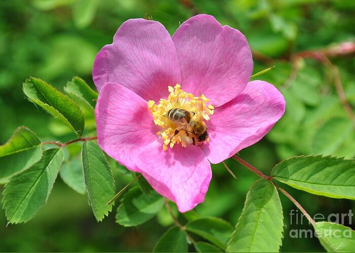 Rose Greeting Card featuring the photograph Hip rose bloom with a bee by Martin Capek