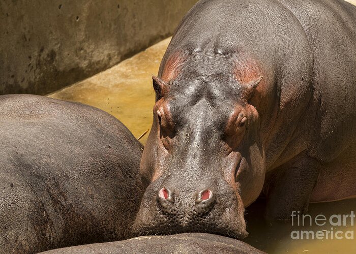 Animal Greeting Card featuring the photograph Hippo resting snout on another Hippo's backside by James L Davidson