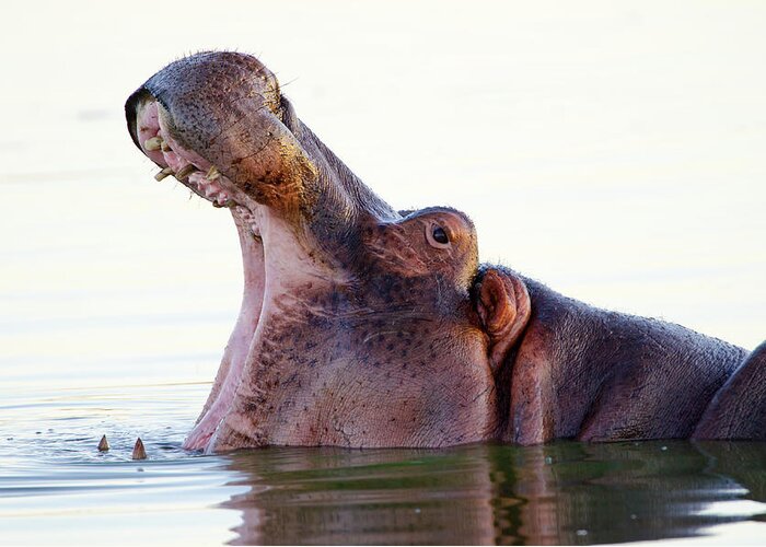 Hippopotamus Greeting Card featuring the photograph Hippopotamus Yawning - South Africa by Birdimages