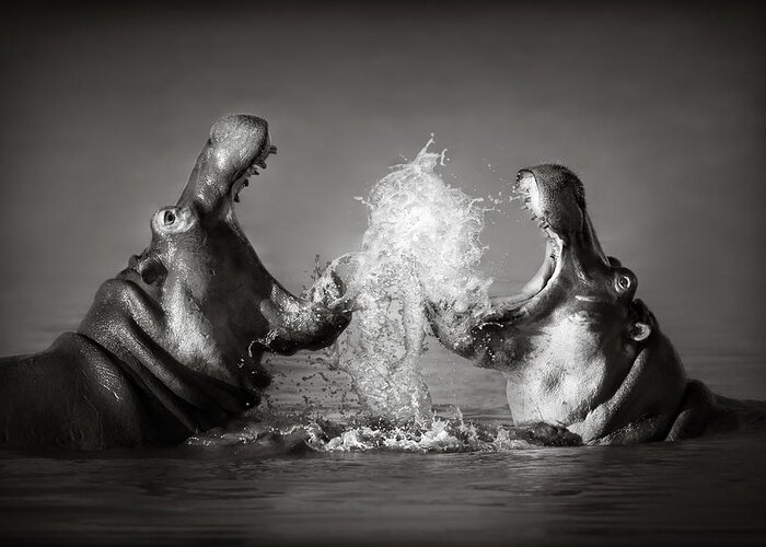 Hippo Greeting Card featuring the photograph Hippo's fighting by Johan Swanepoel