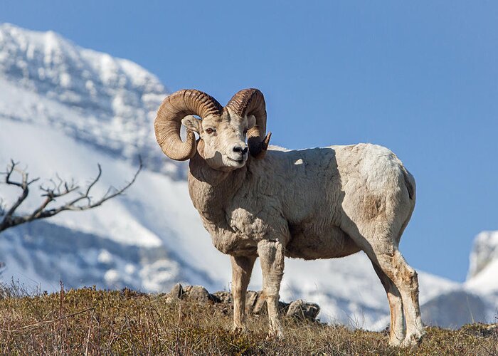 Big Horn Ram Greeting Card featuring the photograph His Majesty by Jack Bell