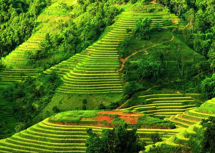 Tranquility Greeting Card featuring the photograph Hoang Su Phi Terraces by Chi My. Trung Hamaru. Vietnam.