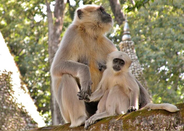 Monkey Greeting Card featuring the photograph Holding Hands - Baby Monkey - Rishikesh India by Kim Bemis