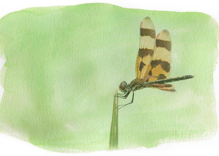 Dragonfly Greeting Card featuring the digital art Holding On by Jayne Carney