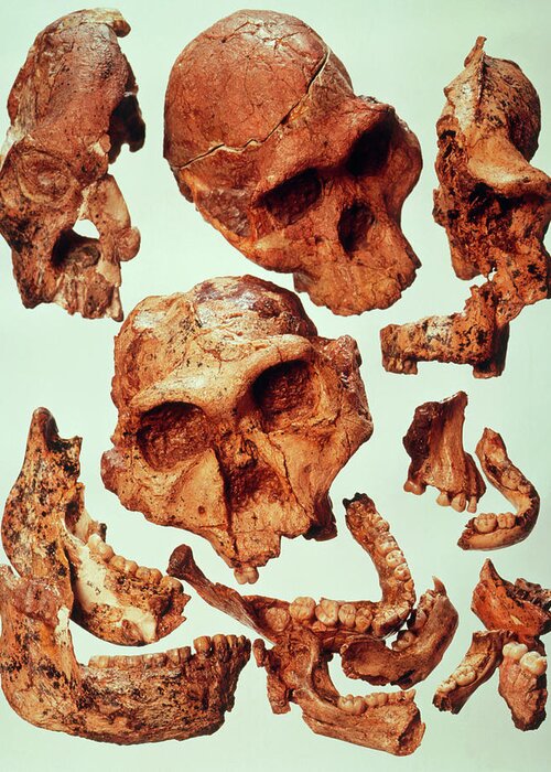 Australopithecine Greeting Card featuring the photograph Hominid Fossil Skulls Of Australopithecine Group by John Reader/science Photo Library