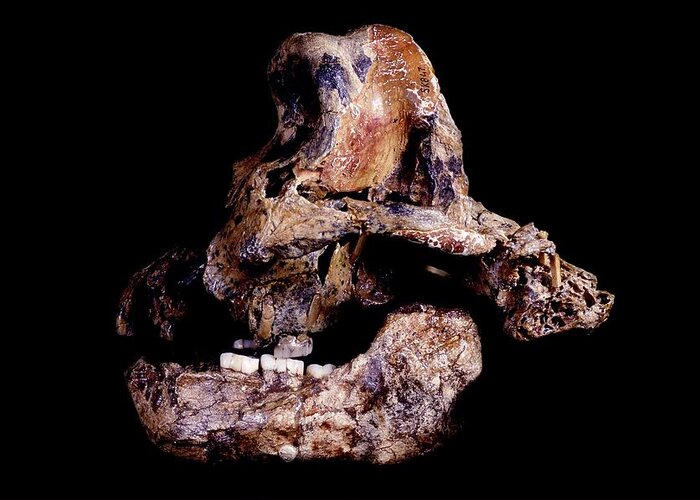 Homo Ergaster Greeting Card featuring the photograph Homo ergaster skull (SK-847 and SK-15) by Science Photo Library