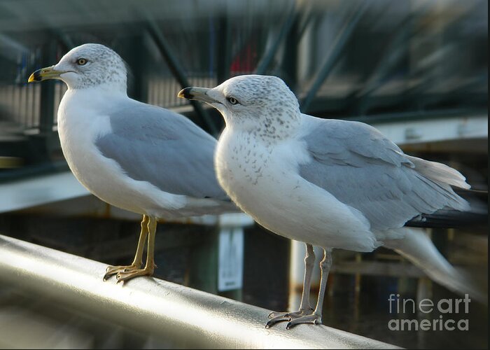 Seagulls Photographs Greeting Card featuring the photograph Honey Are You Listening To Me? by Emmy Vickers