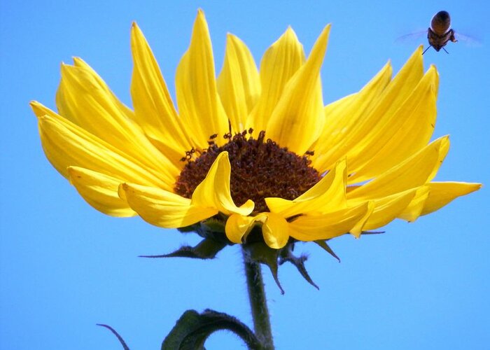 #sunflower #bright #yellow #honey #bee #flight #bluesky Greeting Card featuring the photograph Honey Bee Heading In To Party by Belinda Lee