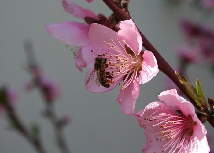 Blossom Greeting Card featuring the photograph Honey Bee On Open Peach Tree Blossom by Taiche Acrylic Art